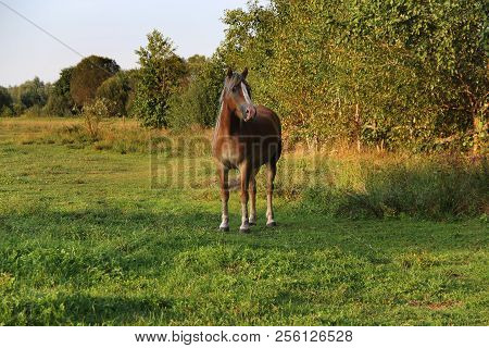 Horse Grazes On A Green Meadow, On A Warm Summer Day, Livestock.