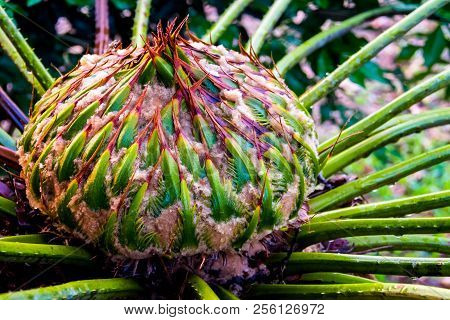 Female Cone Of Cycas Siamensis Miq Plant