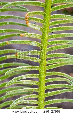 The Pinnately Compound Leaves Of Cycas Siamensis Plant With Water Droplet
