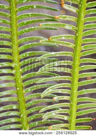 The Pinnately Compound Leaves Of Cycas Siamensis Plant With Water Droplet