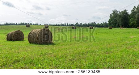 Sunny Meadow And Hay Making. Season Of Harvest In Agriculture.