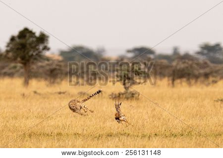 Cheetah Chasing Thomson Gazelle In Whistling Thorns