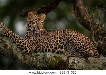 Leopard Lies In Tree Looking For Prey
