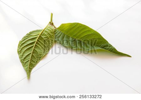 Kratom Leaves Isolated On White Background. Natural Medical Herbs.