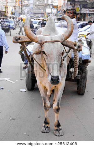DELHI - 29 settembre: Scena urbana con mucca tirando il carrello su strada trafficata su settembre 29, 2007 in Delhi
