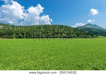 Forest And Green Grass In Summer. Val Di Sella (sella Valley), Borgo Valsugana, Trento, Trentino Alt