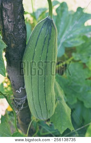 Green Luffa, Sponge Gourd, Smooth Loofah, Vegetable Sponge, Gourd Towel In The Vegetable Garden.