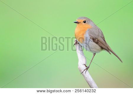 A Robin (erythacus Rubecula) On The Branch.