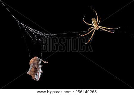 The Bug Caught In The Spider Web