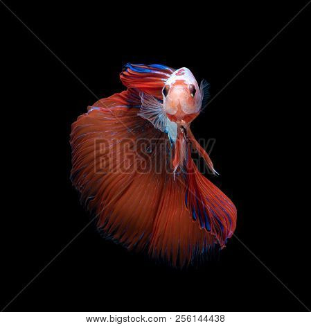 Close Up Art Movement Of Betta Fish Or Siamese Fighting Fish Isolated On Black Background.fine Art D
