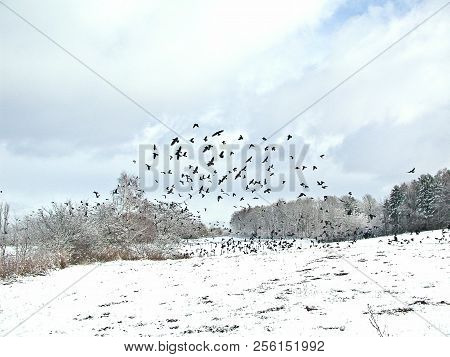 Birds Flying