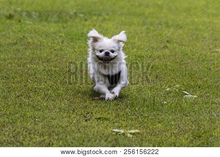Small White Pekinese On A Meadow At Play