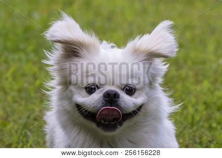 Small White Pekinese On A Meadow At Play
