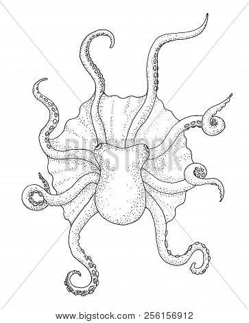 Oktopus, Black And White Hand Drawing Sketch Image.