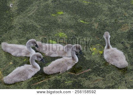Cygnets