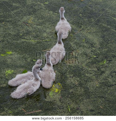 Cygnets
