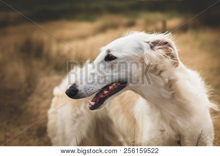 Profile Portrait Of Happy Russian Borzoi Dog In The Field. Close-up Image Of Beautiful Dog Breed Rus