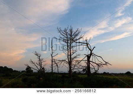 Beautiful Summer Sunset Landscape Image Of Ashdown Forest In English Countryside With Vibrant Colors