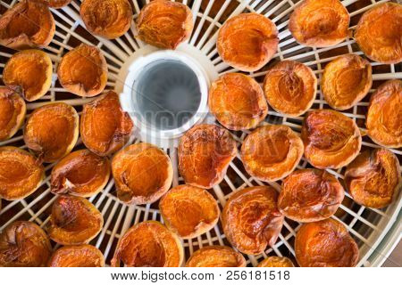 Ripe Segments Of Ripe Apricots Are Dried In An Electric Dryer To Preserve Vitamins