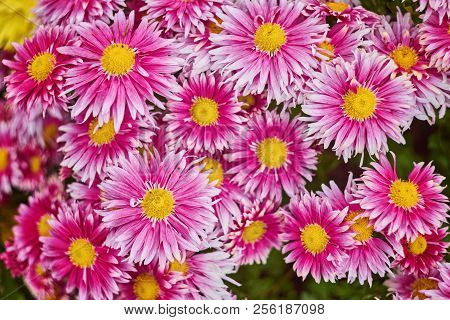 Red Chrysanthemums Bunch In Floral Shop, Seamless Pattern Flowers Background. Bouquet Of Red-yellow 