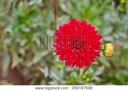 Red Chrysanthemums Bunch In Floral Shop, Seamless Pattern Flowers Background. Bouquet Of Red-yellow 