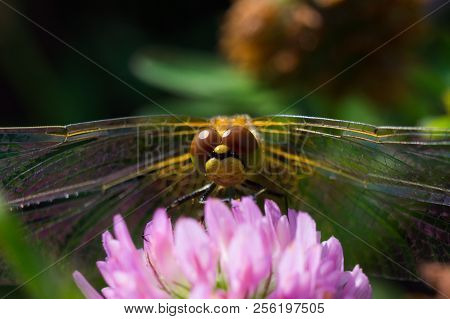 Dragonfly Perched On Clover Flower