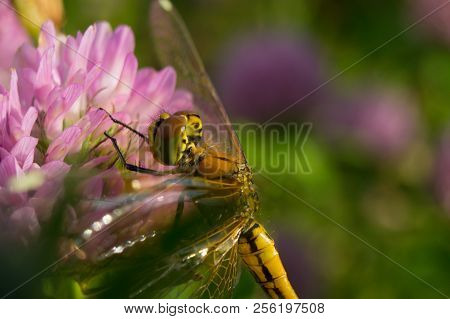 Dragonfly Perched On Clover Flower