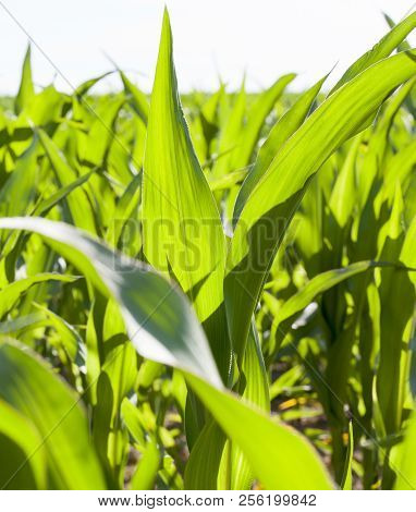 Green Corn Plants With Green Foliage In Sunlight, Closeup On An Agricultural Field