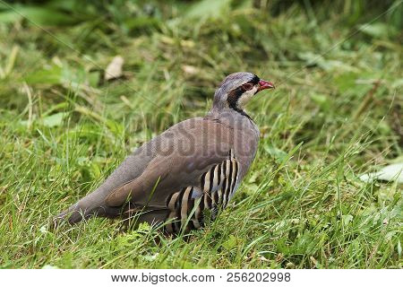 View Of A Resting Chukar Partridge, Alectoris Chukar