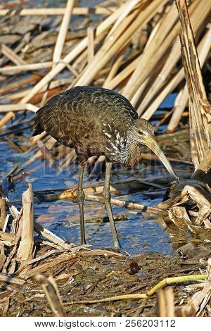 A Limpkin, Aramus Guarauna, Hunting In Reeds