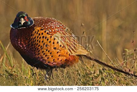 A Male Ring-necked Pheasant, Phasianus Colchicus, Close Up