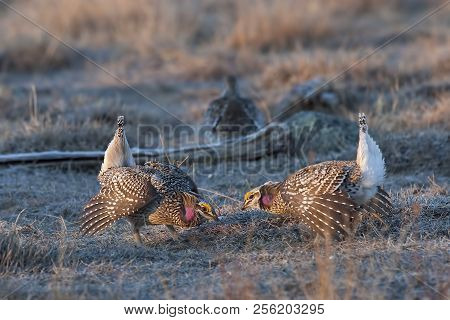 A Pair Of Displaying Sharp-tailed Grouse, Tympanuchus Phasianellus