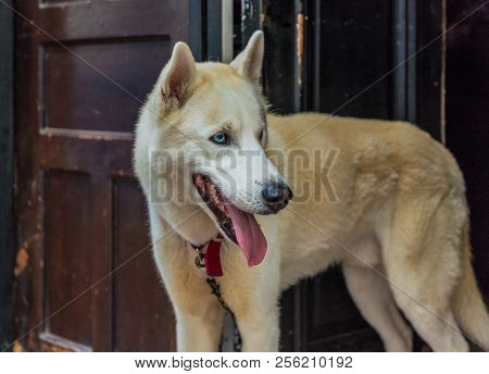 Panama City, Panama. March 2018. A View Of A Beautiful White Alsation Dog In Panama City In Panama