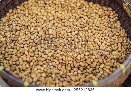 Kopi Luwak Or Civet Coffee, Coffee Beans Excreted By The Civet