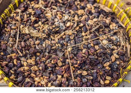 Kopi Luwak Or Civet Coffee, Coffee Beans Excreted By The Civet
