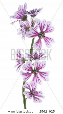 Malva