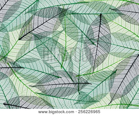 Sceletons Of Leaves For Background. Flat Lay. Top View.