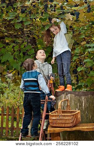 Children Tear The Grapes Into The Basket. Gather Grapes From A Ladder.