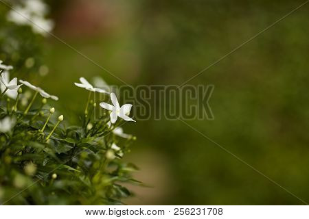 Beautiful White Jasmine In The Garden