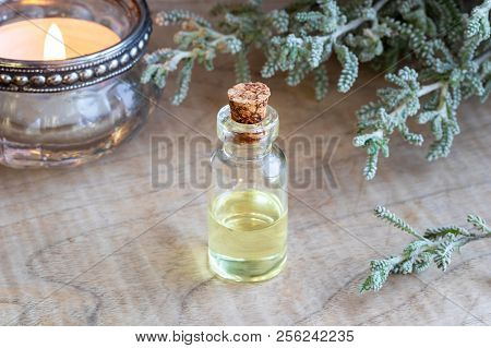 A Bottle Of Essential Oil With Fresh Santolina Chamaecyparissus Plant