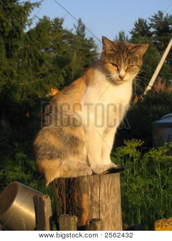 Kat