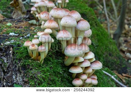 Hypholoma Lateritium, Grows On Moss In The Forest Hypholoma Lateritium Mushrooms