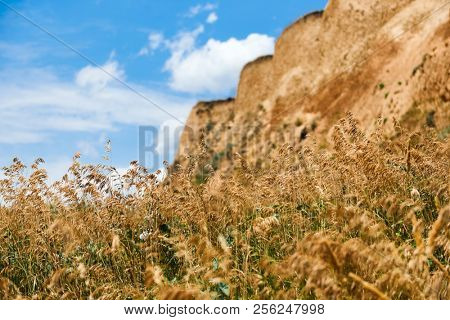 wildflowers on high coast by the sea, beautiful coastal landscape, travel concept