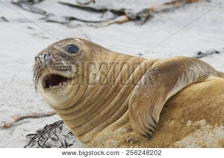 Female Southern Elephant Seal (mirounga Leonina) During The Breeding Season On Sealion Island In The