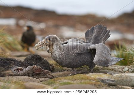 Northern Great Petrel (macronectes Halli) Feeding On The Carcass Of A Baby Elephant Seal (mirounga L