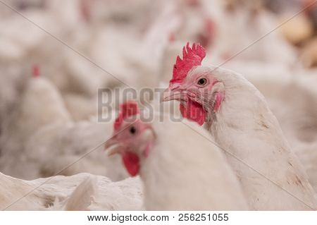Poultry Farm With Broiler Breeder Chicken. Husbandry, Housing Business For The Purpose Of Farming Me