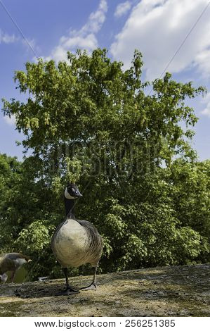 A Duck Wandering Around In Ständehauspark, Dusseldorf, Germany.