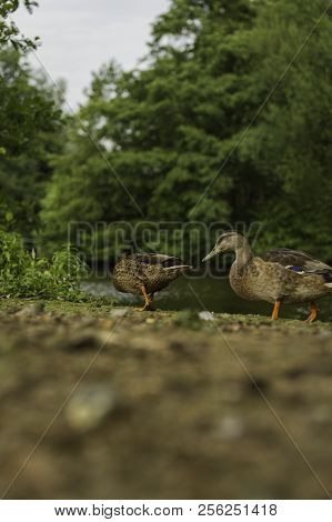 Ducks Wandering Around Near The Water At Südpark, Dusseldorf, Germany.