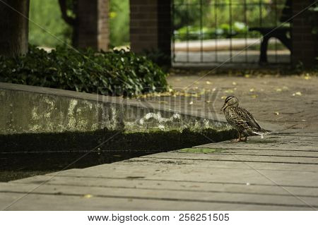 A Duck Looking Into A Pond At Südpark, Dusseldorf, Germany.