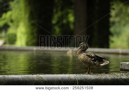 A Duck Looking Into A Pond At Südpark, Dusseldorf, Germany.